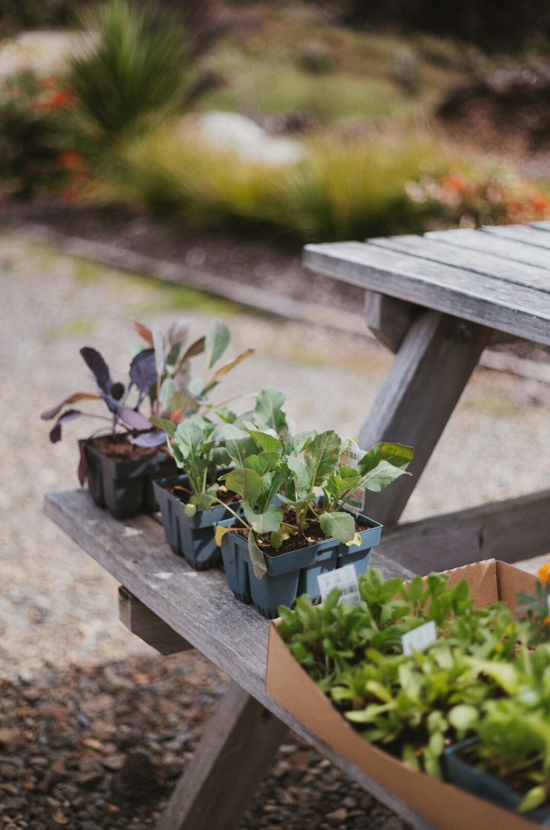 Hands planting seedlings in a raised garden bed